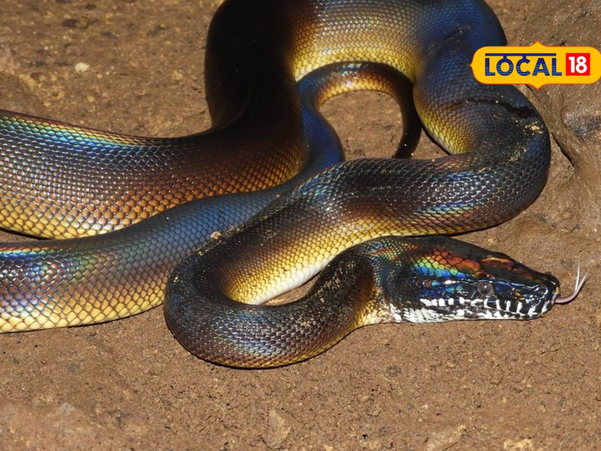 হুগলিতে মূল্যবান বিরল প্রজাতির সাপ উদ্ধার, রঙিন-বিশাল বড় অজগর দেখতে ভিড়