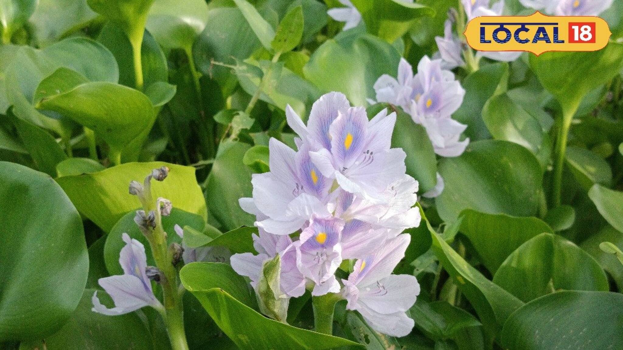 Water Hyacinths Benifits: ভাসমান আবর্জনা ভেবে উপড়ে ফেলে দেন? কচুরিপানার ফুলেই কমে দাঁতের ব্যথা থেকে কোলেস্টেরল! ফুটফুটে হয় ত্বক