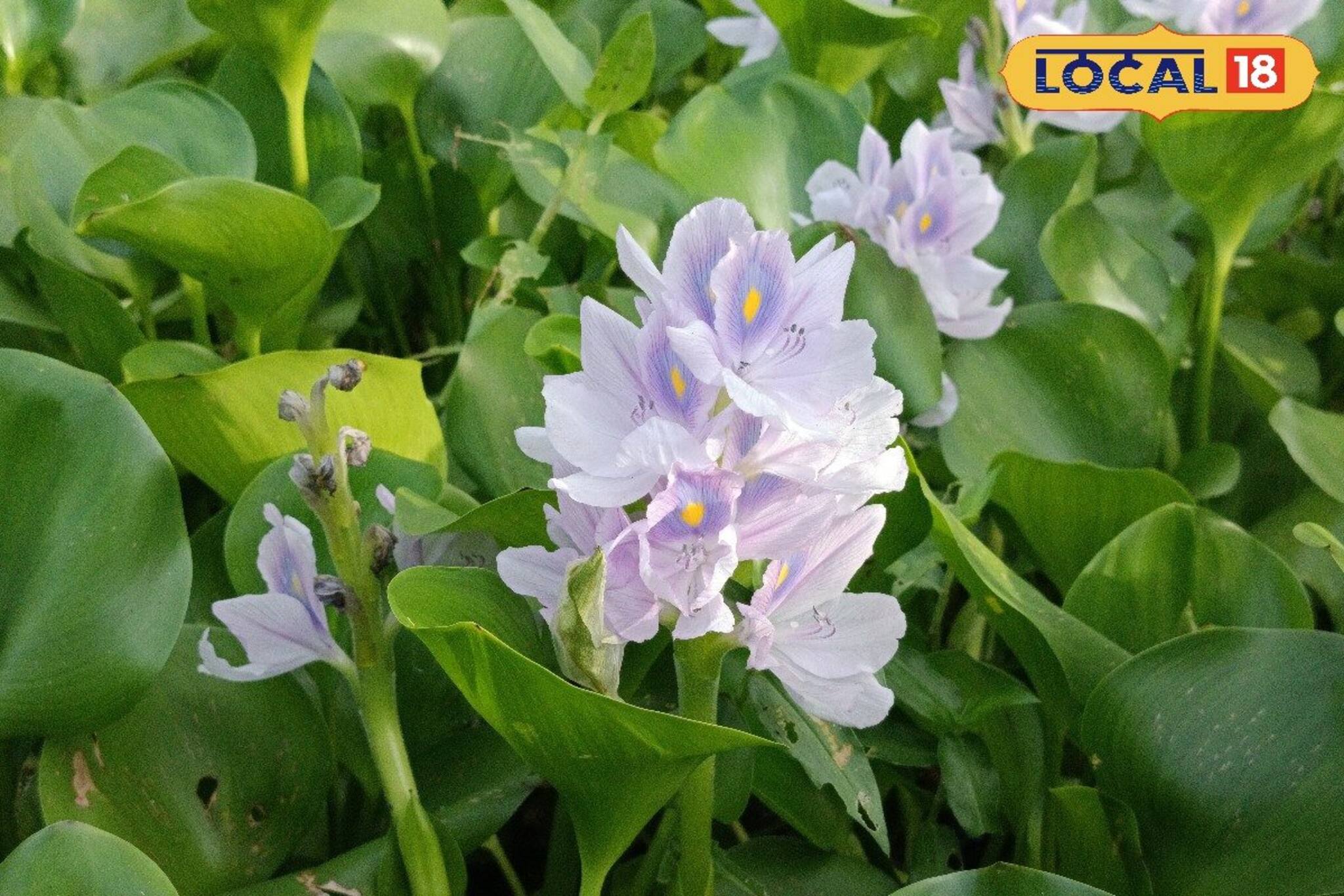 আবর্জনা ভেবে উপড়ে ফেলে দেন? কচুরিপানার ফুলেই কমে দাঁতের ব্যথা থেকে কোলেস্টেরল