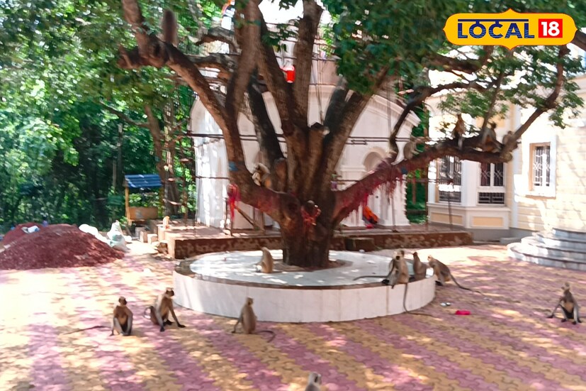 মন্দির প্রাঙ্গণে রয়েছে কয়েকশো হনুমান। যেগুলি সারাদিন ধরে মন্দির প্রাঙ্গণে খেলা করে বেড়ায়। ছোট ,বড়, বাচ্চা সব ধরনেরই হনুমান রয়েছে চিল্কিগড়ে । 