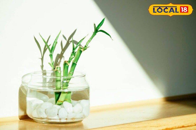 পড়াশোনা, সৃজনশীলতা এবং লেখালেখিতে অগ্রগতির জন্য চাইনিজ ব্যাম্বু ব্যবহার করা শুভ বলে মনে করা হয়।