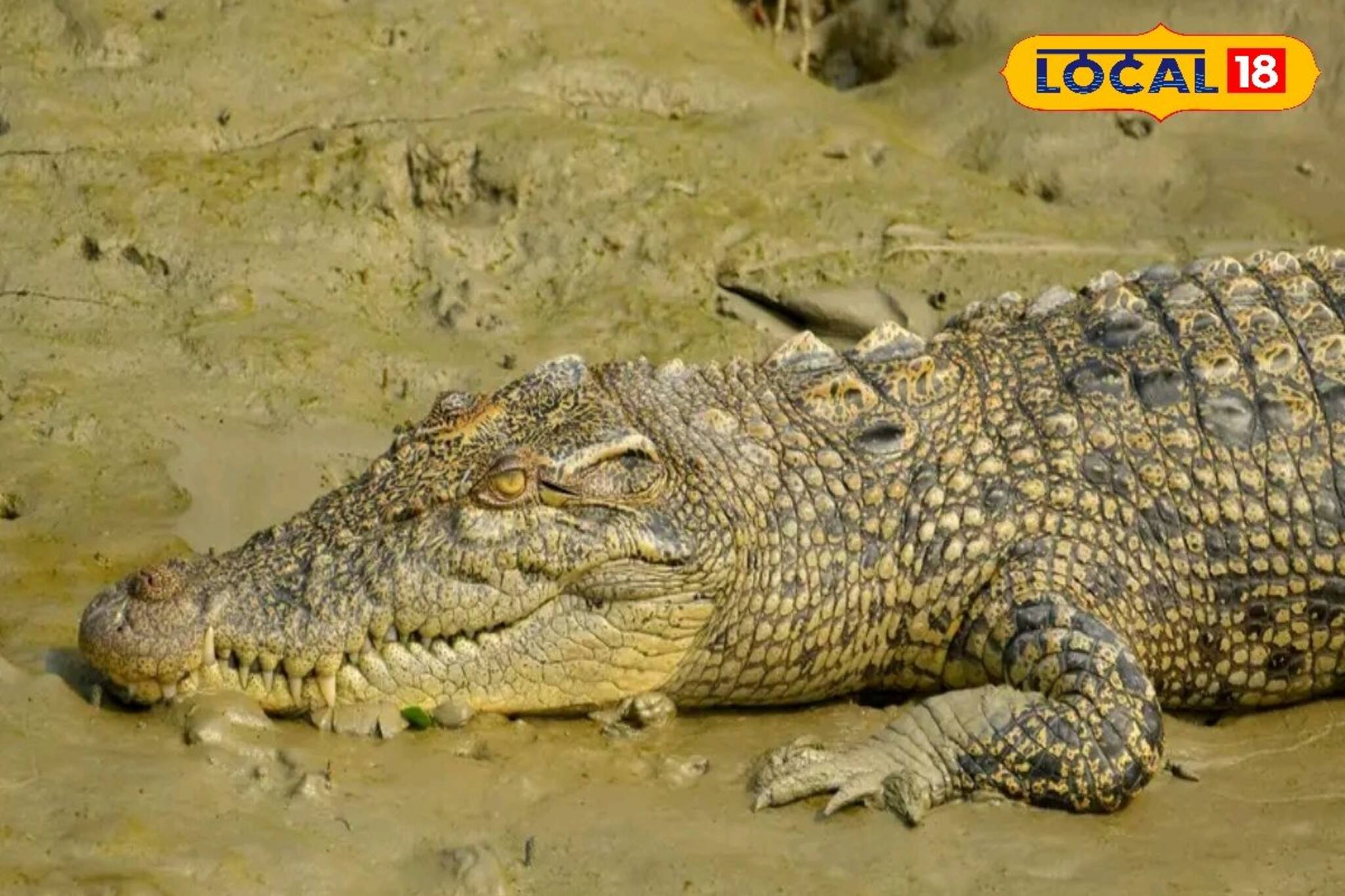 কুমিরের সঙ্গে ভয়ঙ্কর লড়াই! শেষপর্যন্ত যেভাবে প্রাণে বাঁচলেন মত্‍সজীবী...