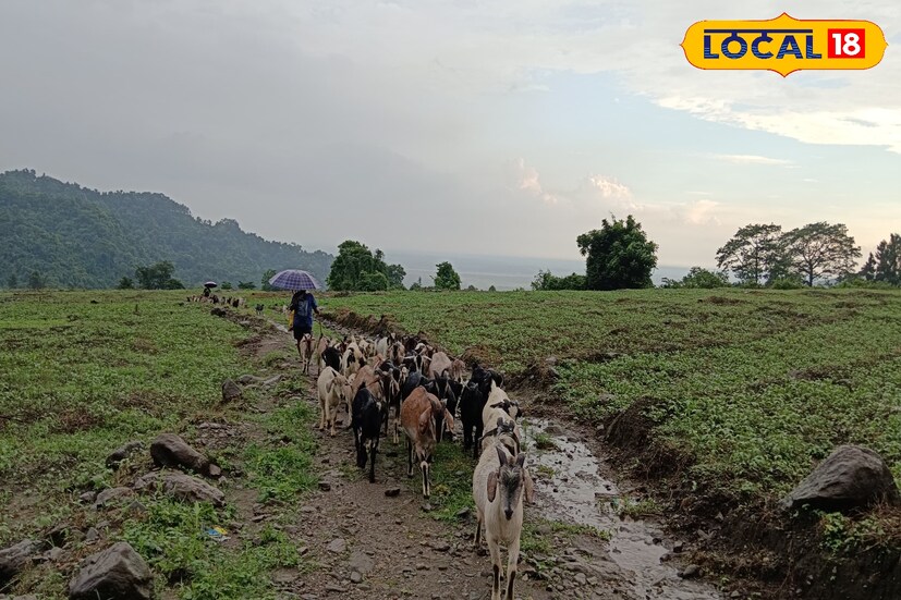 হওয়া অফিসের পূর্বাভাস অনুযায়ী,আগামী সাতদিন উত্তরের সবকটি জেলাতেই হাল্কা থেকে মাঝারি বৃষ্টি হতে পারে। 
