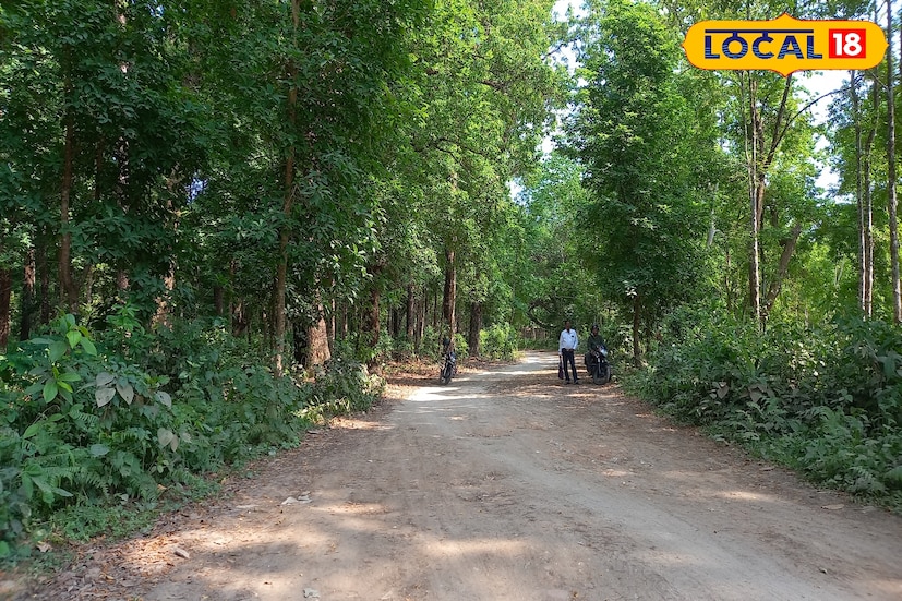 পর্যটকদের স্বাগত জানাতে অপেক্ষা করছে উত্তরে সবুজে ঘেরা জঙ্গল ডুয়ার্স! হালকা রোদের ফাঁক দিয়ে সে বন্যপ্রাণ উঁকি মারছে আপনার জন্য। 