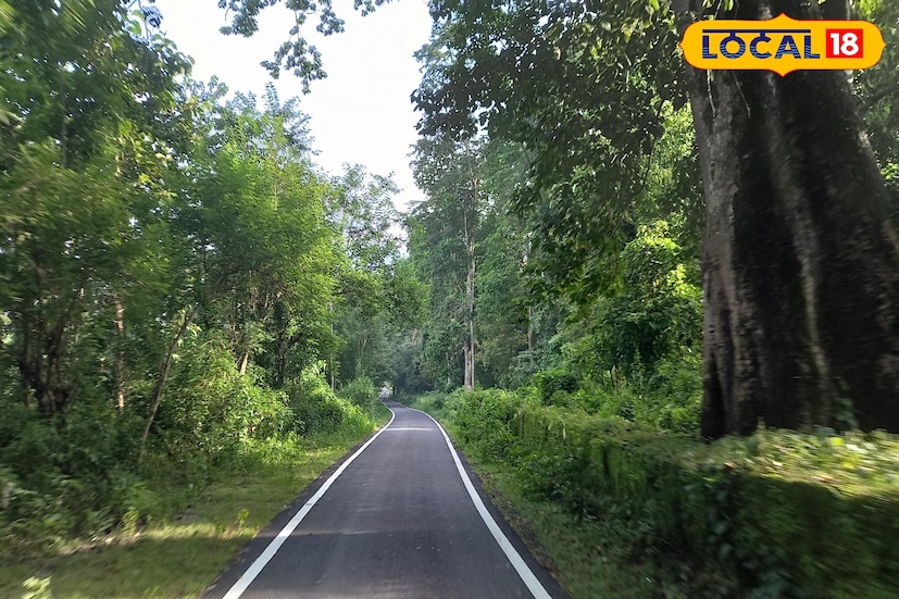 তিন মাস জঙ্গল বন্ধ থাকার পর সোমবার থেকে পর্যটকদের জন্য খুলে গেল সমস্ত জাতীয় উদ্যান ও সংরক্ষিত বনাঞ্চল। ফের বন্যপ্রাণীদের দেখার , জঙ্গলে ঘোরার সুযোগ উপভোগ করতে পারবেন পর্যটকরা। 