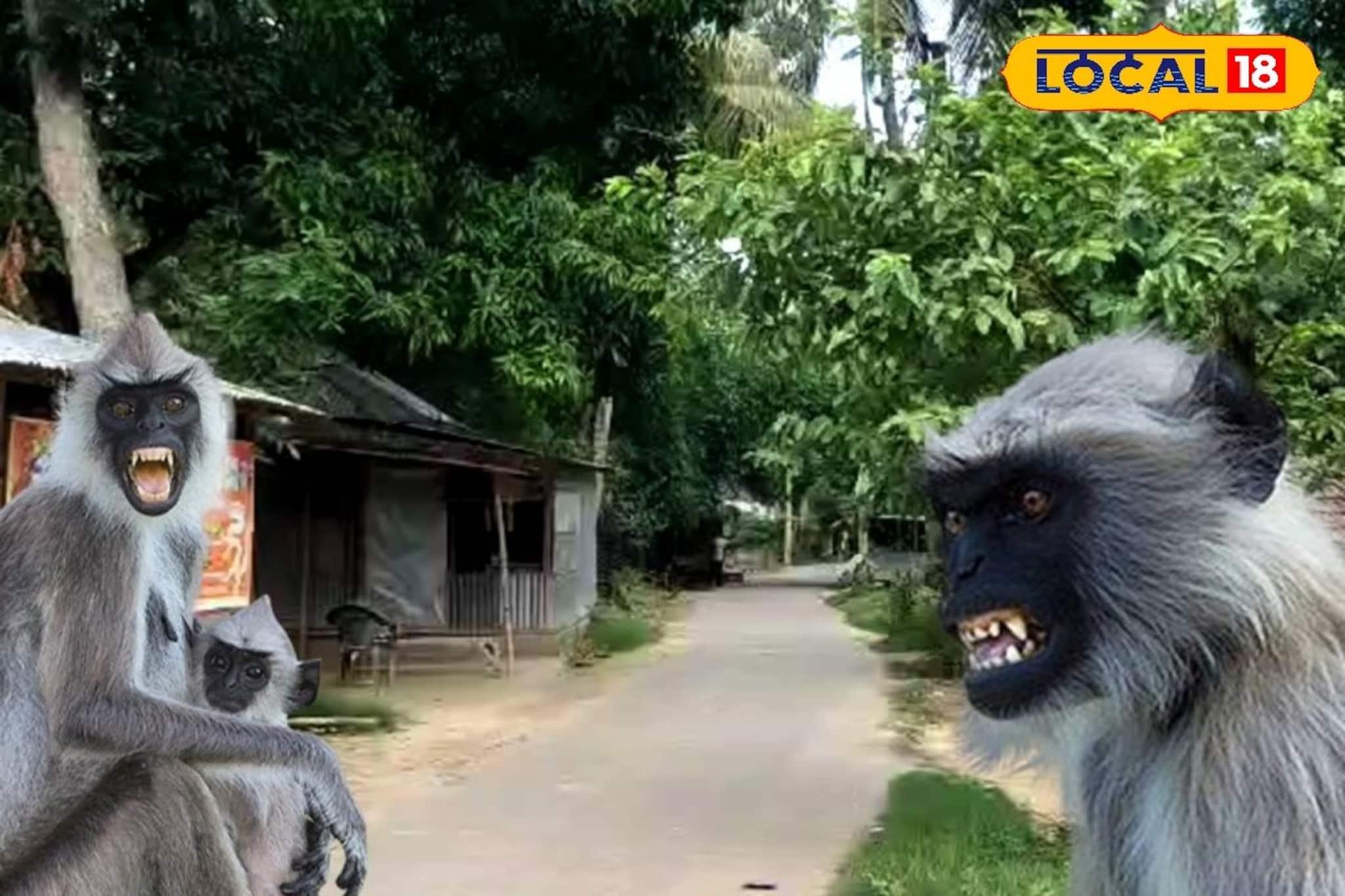 Murshidabad News: ভগবানগোলায় হনুমানের তান্ডব! আহত ২০জনের বেশি