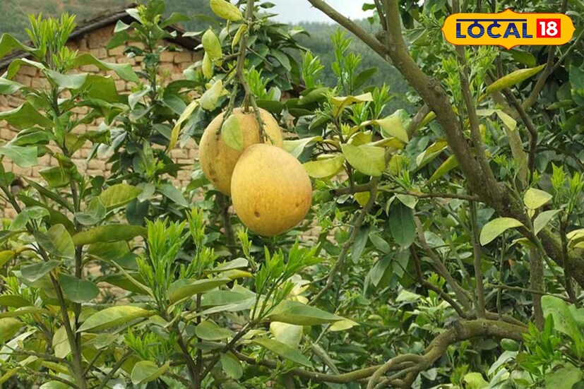 জন্ডিস হলেও রোজ দুবেলা।বাতাবি লেবুর জুস খেতে বলা হয়।জন্ডিস রোগীদের জন্য খুবই গুরুত্বপূর্ণ হল এই ফল।এছাড়াও এই ফল ওজন কমাতেও সাহায্য করে।