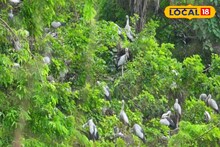 পরিযায়ীর ভিড়ে, নিরিবিলিতে পাখির কলতান শুনতে যেতে পারেন মালদহের এই অরণ্যে