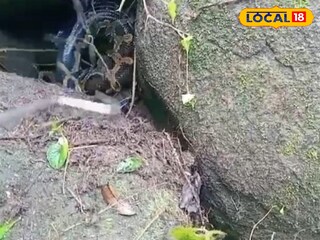 অজগর সাপ উদ্ধার 