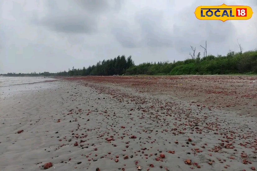 এই বেলাভূমিতে যাওয়ার সময় আপনার চোখে পড়বে গরান, সুন্দরী, হেতালের জঙ্গল। ভাগ‍্য প্রসন্ন থাকলে নদীর চড়ে দেখা মিলবে কুমিরের। 