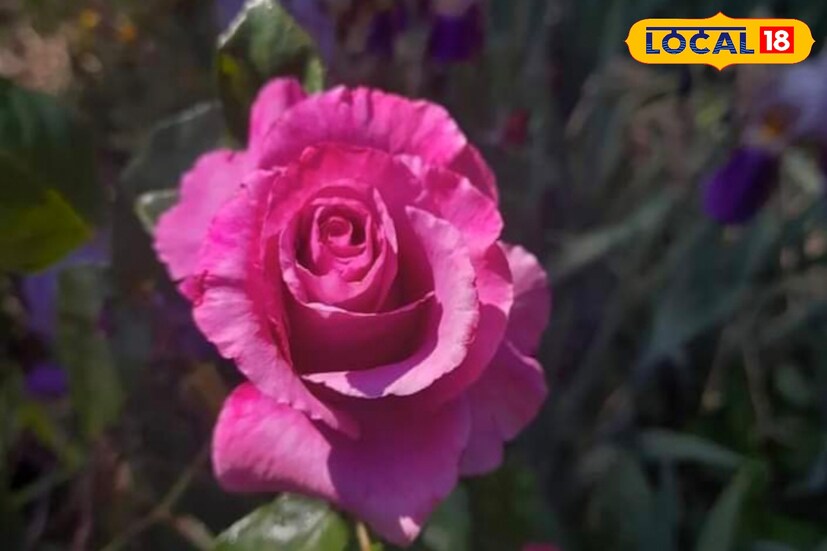 তিনি বলছেন, শুক্র ভাল অবস্থানে আনতে চাইলে প্রত্যেক শুক্রবার অবশ্যই দেবী লক্ষীকে একটি লাল রংয়ের গোলাপ ফুল নিবেদন করুন। সেই গোলাপে ছিটিয়ে দিন গোলাপ সুগন্ধি আতর। এমনটা করলে দেবী লক্ষীর কৃপায় আপনার ভাগ্য ফিরবে। শুক্রের অবস্থান মজবুত হবে।