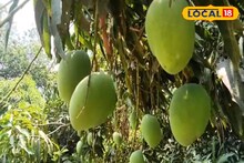মালদহের পর এবার আমের জেলা হতে চলছে এটিই! রাজ্যের আমের চাহিদা মেটাবে এই জেলা...