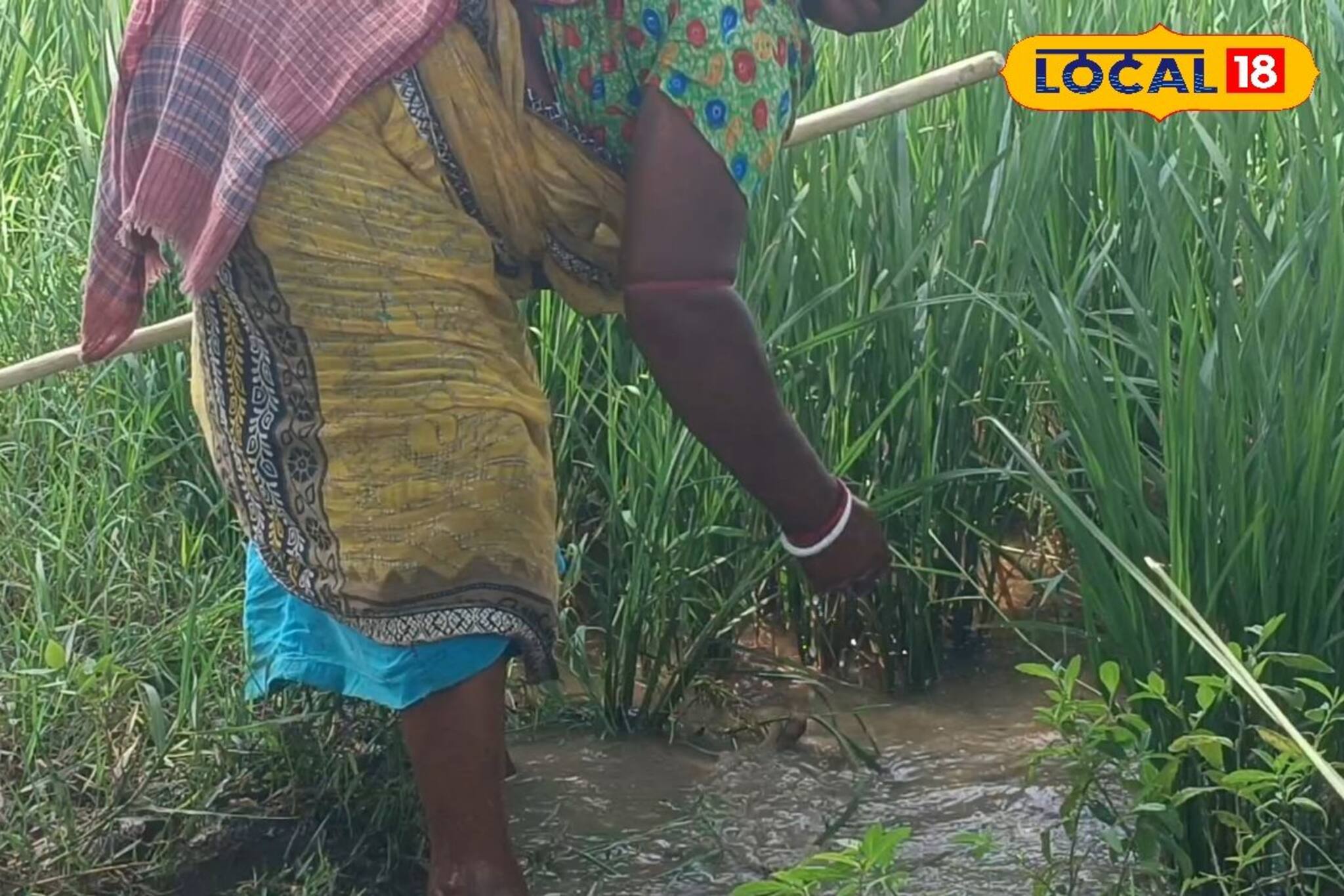 অসময়ে বৃষ্টি ব্যাপক চিন্তায় ফেলে দিয়েছে কৃষকদের, দেখুন