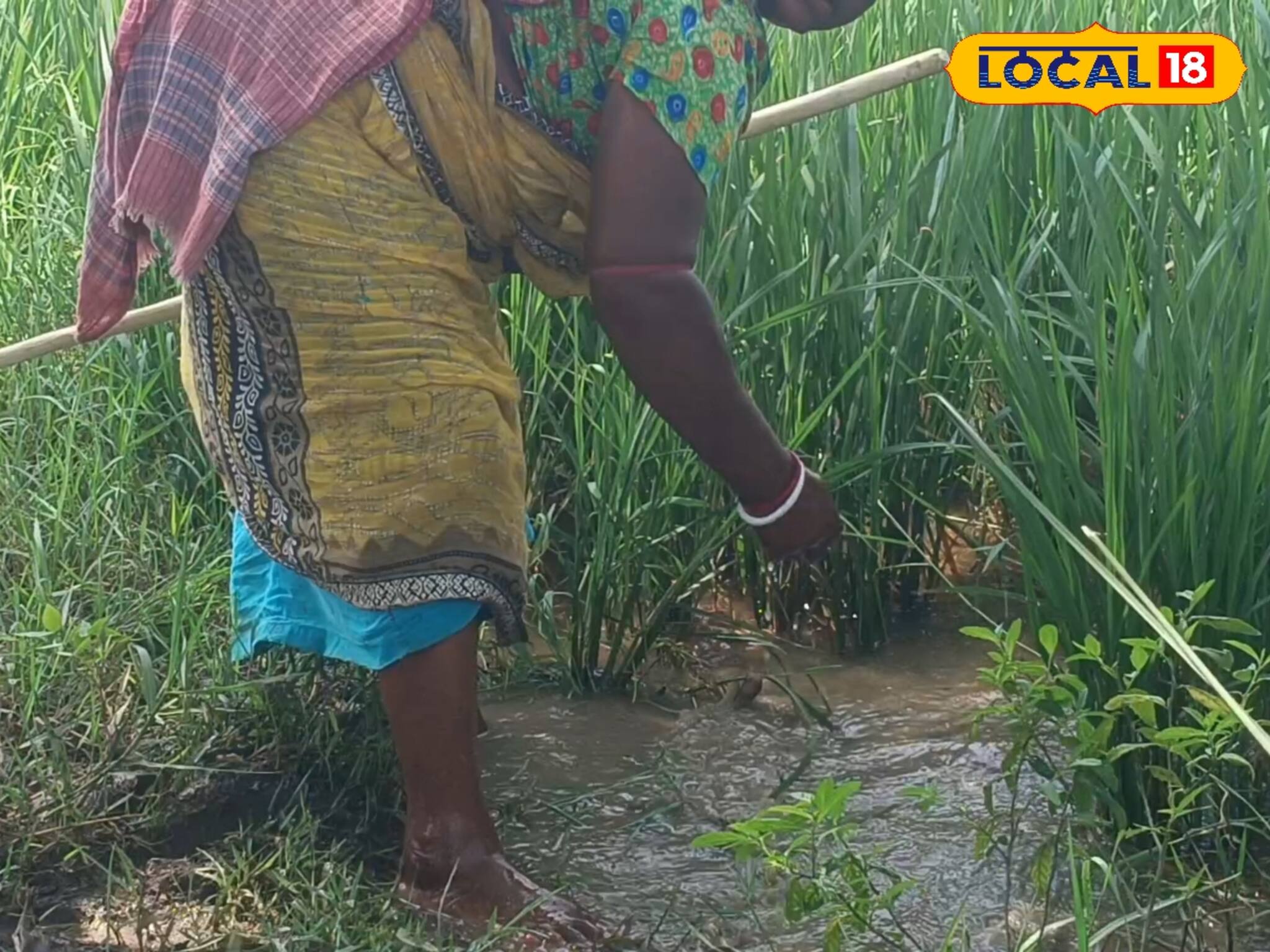 অসময়ে বৃষ্টি ব্যাপক চিন্তায় ফেলে দিয়েছে কৃষকদের, দেখুন