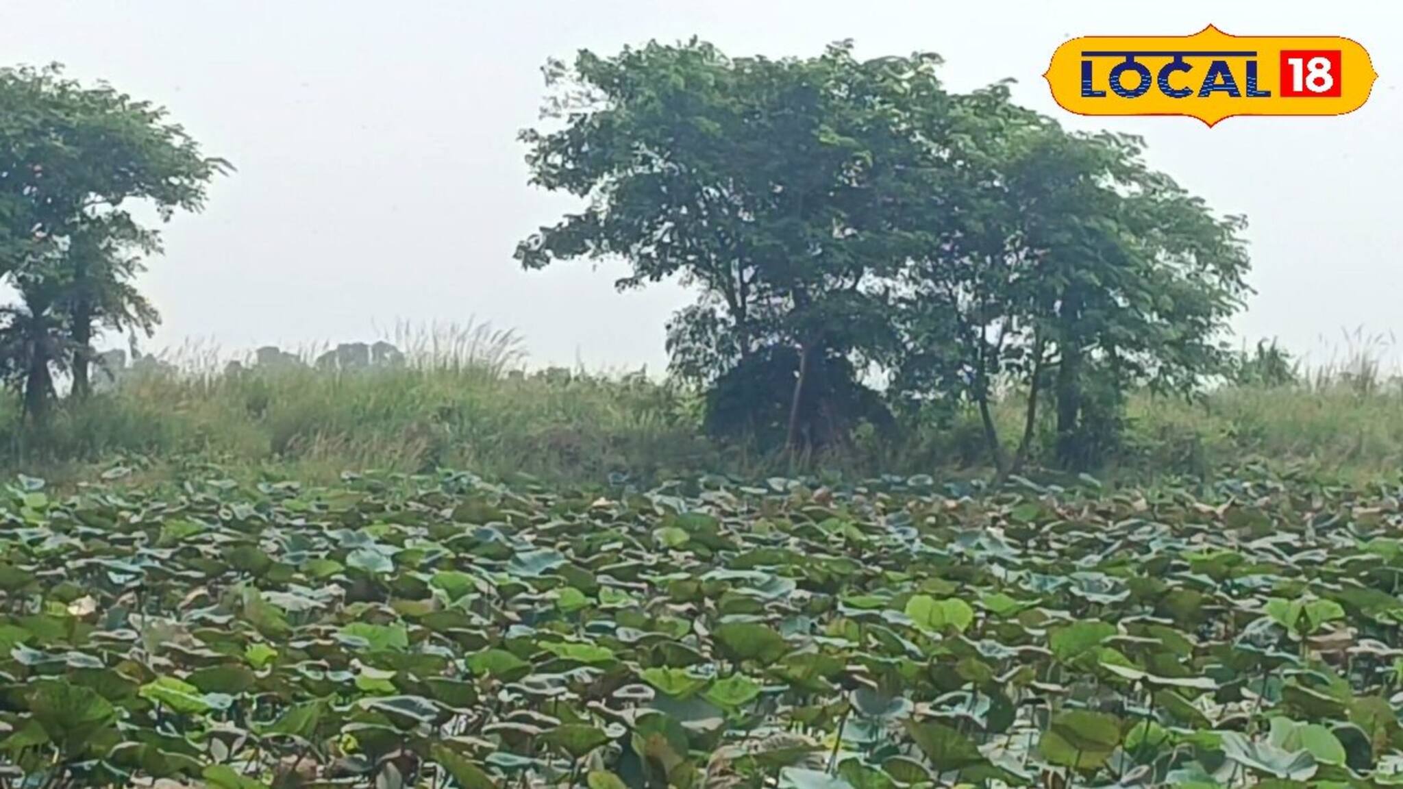 অসময়ে বৃষ্টিতে দফারফা পদ্ম চাষের! পুজোর বাজারে কী টান পড়বে? জেনে নিন