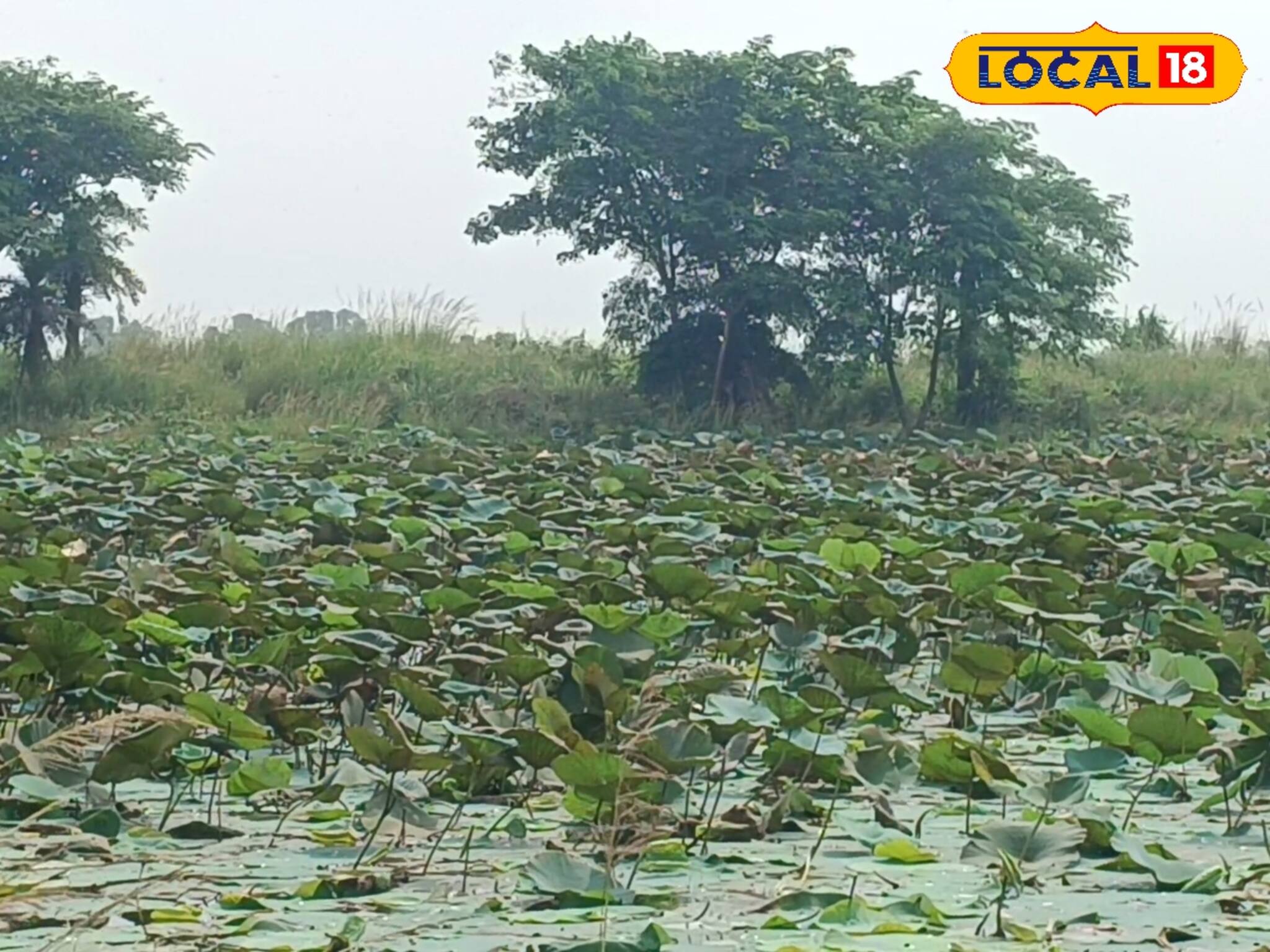 অসময়ে বৃষ্টিতে দফারফা পদ্ম চাষের! পুজোর বাজারে কী টান পড়বে? জেনে নিন