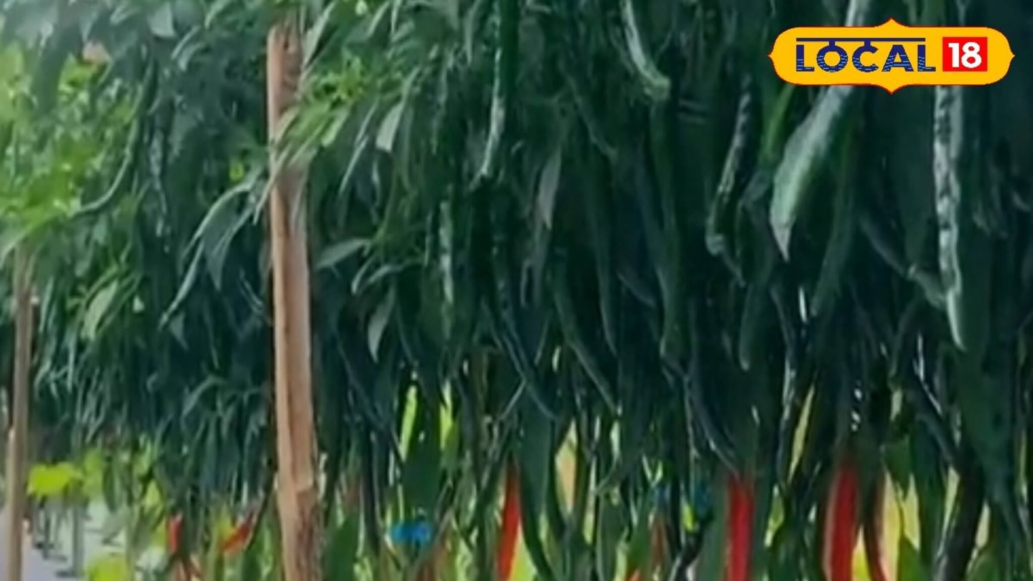 তরতরিয়ে বাড়ছে লঙ্কা গাছ...! অথচ ফলন 'শূন্য'? মাটিতে দিন ৩টি ছোট্ট জিনিস! দেখুন..