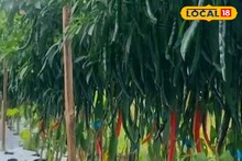 তরতরিয়ে বাড়ছে লঙ্কা গাছ...! অথচ ফলন 'শূন্য'? মাটিতে দিন ৩টি ছোট্ট জিনিস! দেখুন..