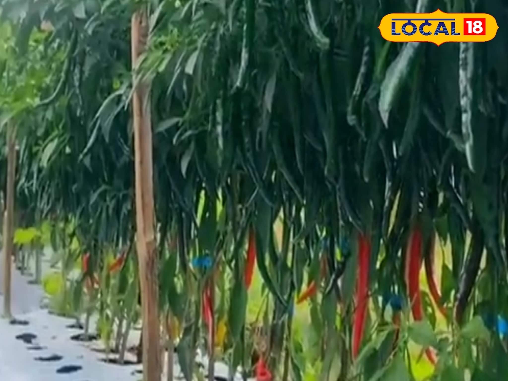 তরতরিয়ে বাড়ছে লঙ্কা গাছ...! অথচ ফলন 'শূন্য'? মাটিতে দিন ৩টি ছোট্ট জিনিস! দেখুন..