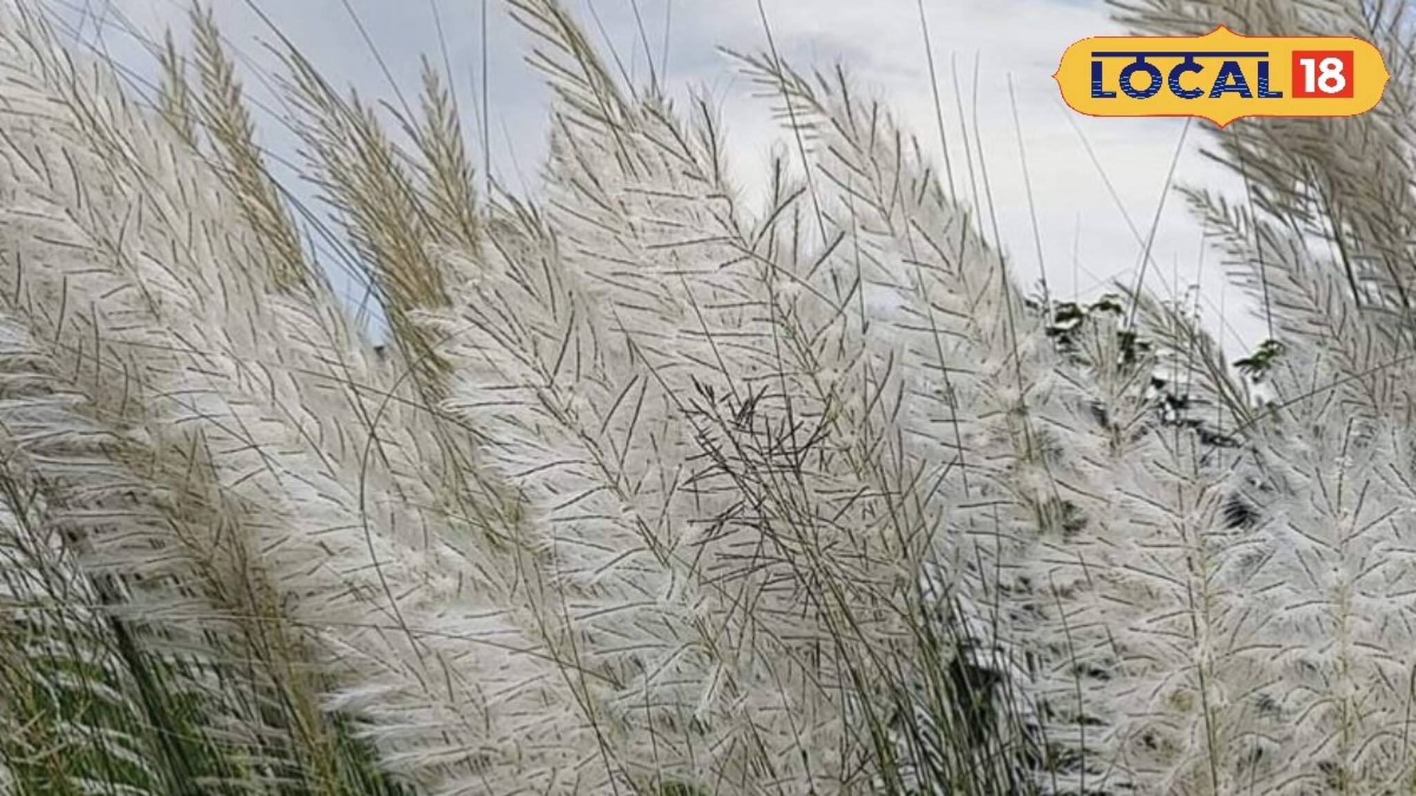 আনে আগমনী বার্তা, কিন্তু ঠাঁই নেই দেবীর চরণে! কেন কাশফুলে পুজো হয় না? জানুন