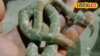 সাপের কামড়