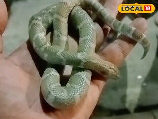 সাপের কামড় সাপের কামড়