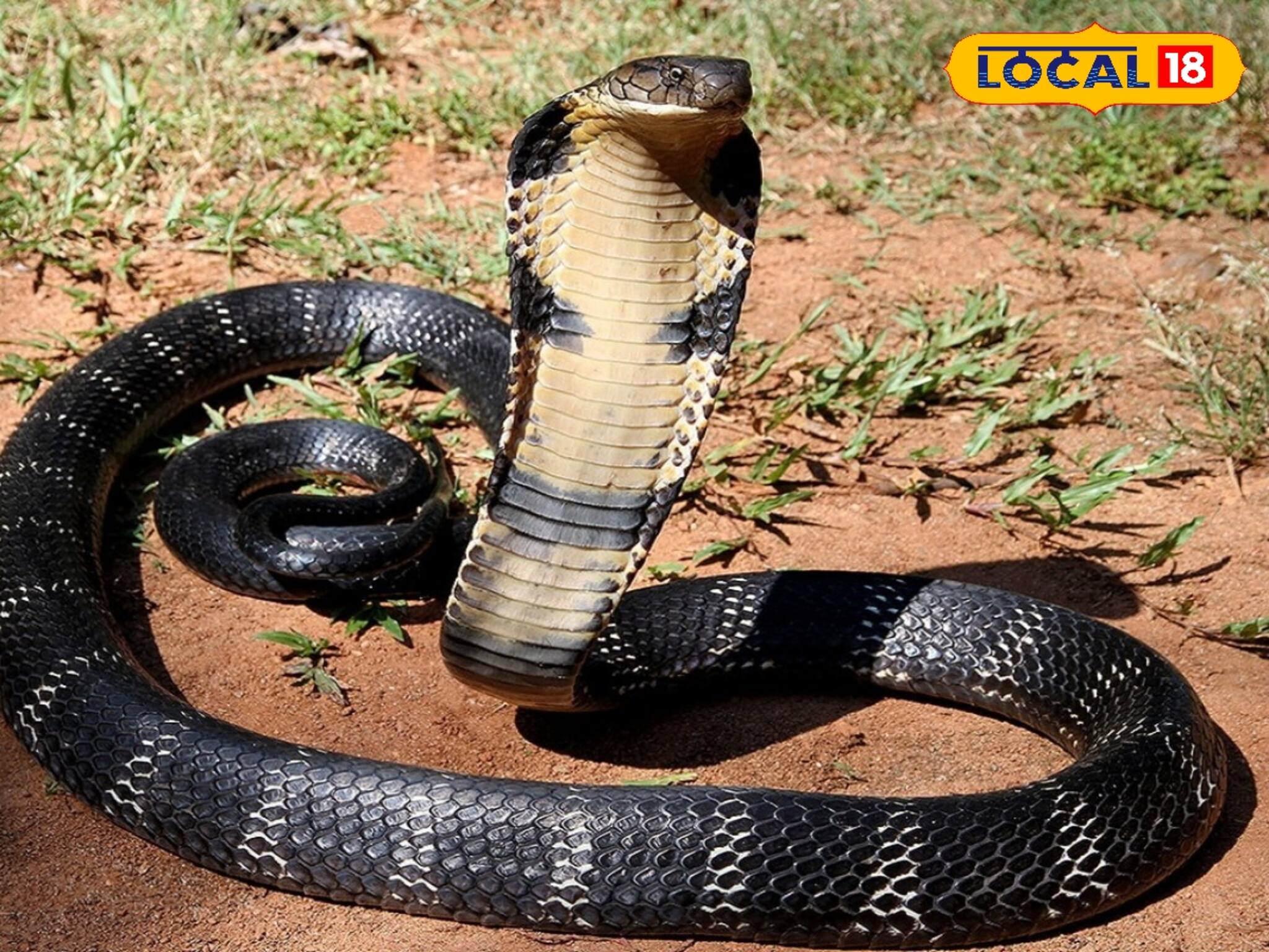 বন্যাকবলিত হুগলিতে সাপের আতঙ্ক! এক সপ্তাহে ৩৯ জনকে কামড় বিষধরের