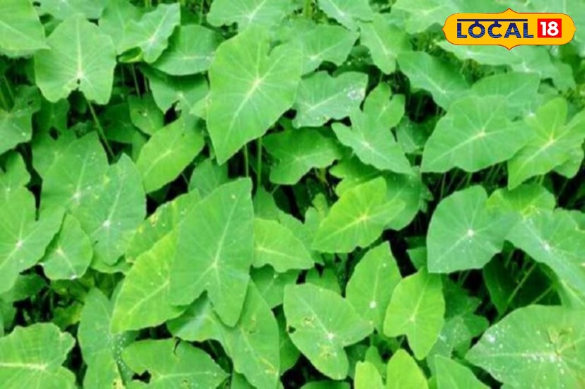 *কচু গাছ সাধারণত রাস্তাঘাট থেকে বিভিন্ন জায়গায় জন্মাতে দেখা যায়। চিকিৎসকরা জানান, এই কচু শাকে ভিটামিন-এ থাকে, যা রাতকানা রোগ, ছানি পড়া-সহ চোখের নানান রোগ প্রতিরোধ-সহ দৃষ্টিশক্তি বাড়াতে সাহায্য করে।