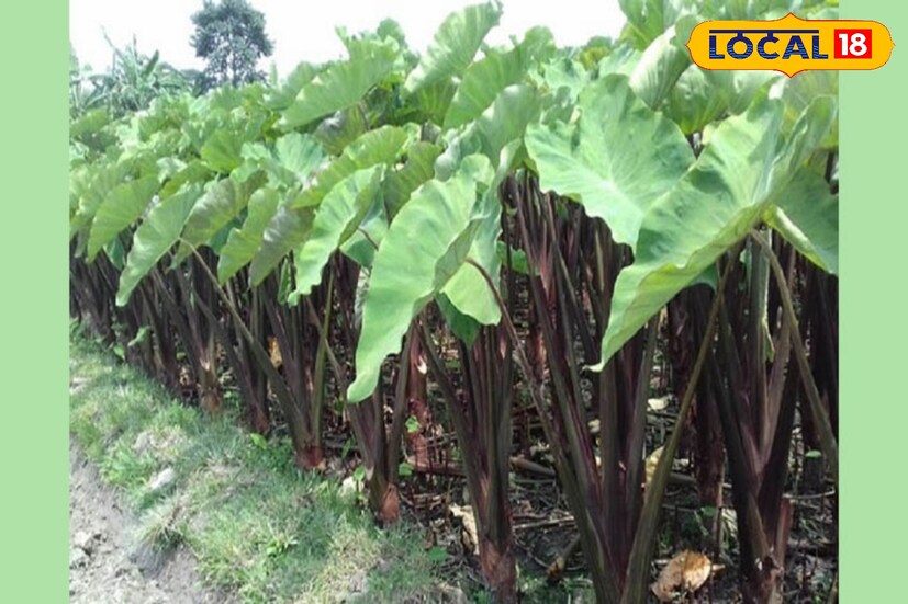 *কচুতে রয়েছে আয়রন, যা রক্তস্বল্পতা প্রতিরোধ করে সাহায্য করতে। যাদের রক্তশূন্যতা, তাদের নিয়মিত কচুর শাক খেলে উপকার মেলে। এমনকি রক্তের কোলেস্টেরল কমায় এবং উচ্চ রক্তচাপ রোগীর জন্য উপকারী।