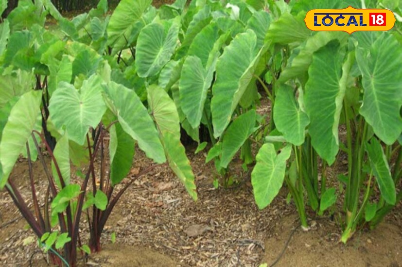 *কচু শাকে রয়েছে প্রচুর পরিমাণে ক্যালসিয়াম, ম্যাগনেসিয়াম, ম্যাংগানিজ ও ফসফরাস, যা দাঁত ও শরীরের হাড়ের গঠনে এবং ক্ষয়রোগ প্রতিরোধে কচু শাকের ভূমিকা অত্যন্ত গুরুত্বপূর্ণ।