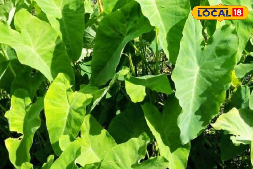 *প্রত্যেকের শরীরে অক্সিজেনের সরবরাহ ঠিক রাখতে কচু শাক কার্যকর ভূমিকা পালন করে থাকে। এই শাকের আয়রন ও ফোলেট রক্তের পরিমাণ বাড়ায়। ফলে অক্সিজেন সরবরাহ পর্যাপ্ত থাকে।