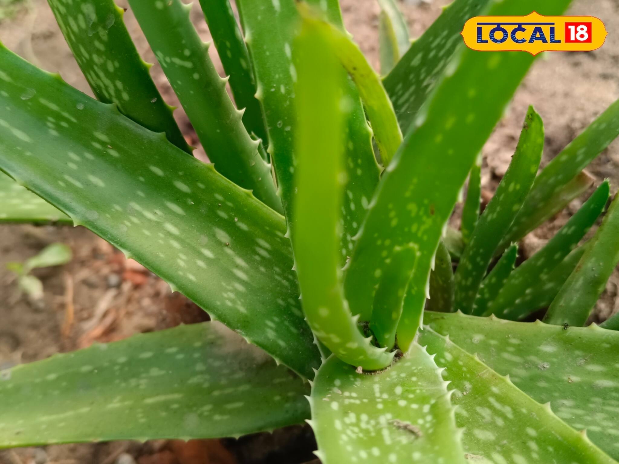 গাদাগাদা খরচ নয়, অ্যালোভেরা জেল দিয়েই পান 'গোল্ড ফেশিয়াল'-এর চমক, কীভাবে?