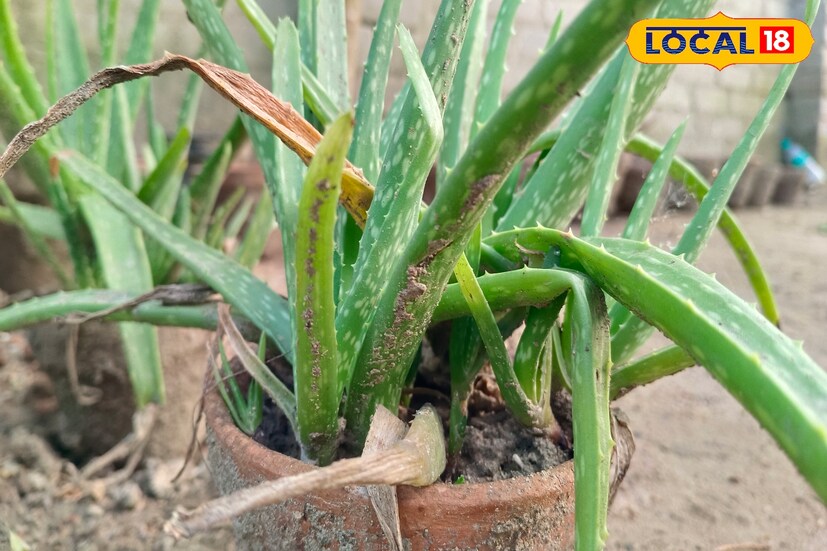  বিজ্ঞানসম্মত ভাবে প্রমাণিত অ্যালোভেরা ত্বকের জন্য উপকারী। আয়ুর্বেদ শাস্ত্রেও অ্যালোভেরা গাছের একাধিক ওষধি গুণের কথা বলা হয়েছে। 