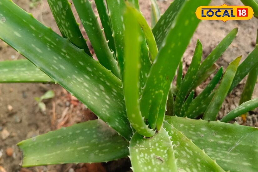 এই মিশ্রণ নিয়মিত ব্যবহার করলে আপনার ত্বক সোনার মত চকচক করবে। তবে তিনি জানিয়েছেন, এই মিশ্রণটি সংরক্ষণ না করা ভাল। সংরক্ষণ করতে হলেও, এয়ার টাইট কৌটোয় ঠান্ডা জায়গায় সংরক্ষণ করতে হবে, খুব বেশি হলে এক সপ্তাহ।