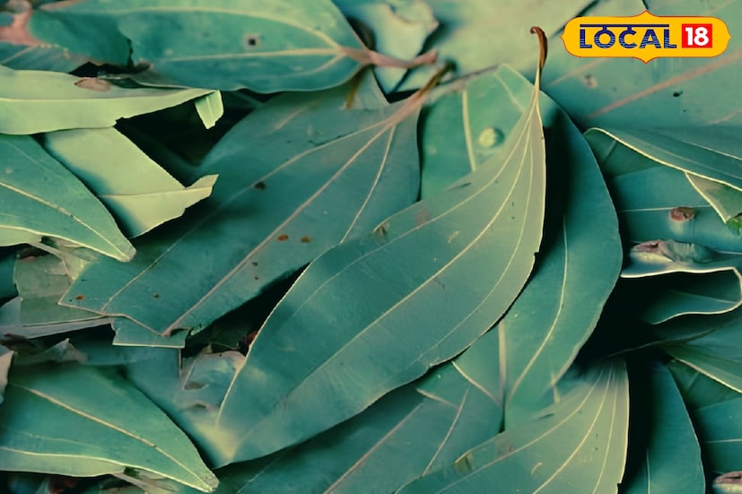 *ফাইবারের অন্যতম প্রাকৃতিক উৎস হল তেজপাতা। জলের সঙ্গে মিশলে তা আরও সহজপাচ্য হয়ে ওঠে। অন্ত্রের স্বাস্থ্য ভাল রাখা থেকে বিপাকহার উন্নত করে এটি।