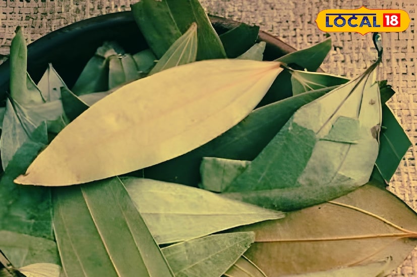 *তেজপাতায় রয়েছে অ্যান্টি-অক্সিড্যান্ট। এটি শরীরের নানা কাজকর্ম সঠিক ভাবে পরিচালনা করে। এছাড়াও ভিটামিন-C ত্বক এবং চুলের সমস্যার সমাধান করে।