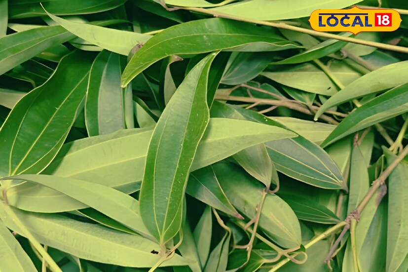 *অভিজ্ঞ আয়ুর্বেদ চিকিৎসক অসীম শর্মা জানান, তেজপাতার রয়েছে অনেক গুণাগুণ। রোগ প্রতিরোধ ব্যবস্থা মজবুত করতেও তেজপাতার ভূমিকা রয়েছে।