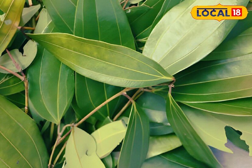 *রক্তে ইনসুলিন হরমোনের উৎপাদন এবং ক্ষরণও নিয়ন্ত্রণ করে তেজপাতা। রক্তে শর্করা বেড়ে যাওয়ার প্রবণতা থাকলে সকালে তেজপাতা জল খান।