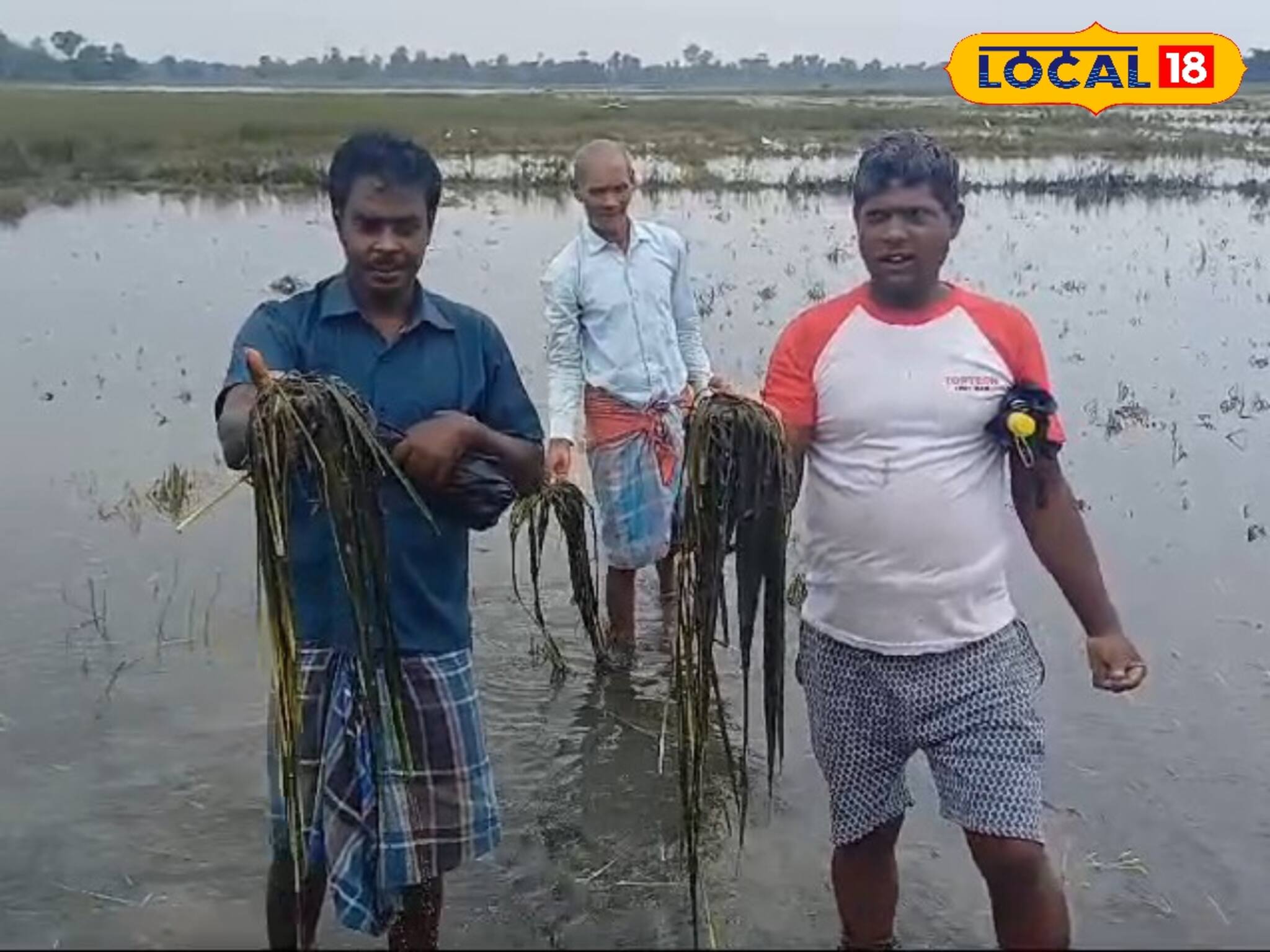 বন্যার জল নামেনি, এরই মধ্যে লাগাতার বৃষ্টি! ব্যাপক ক্ষতির মুখে হুগলির কৃষকরা