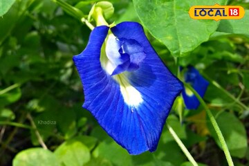 টাকার অভাব দুঃস্বপ্নেও উঁকি দেবে না,কাঁড়ি কাঁড়ি টাকা,গুছিয়ে রাখাই দায়,কীভাবে