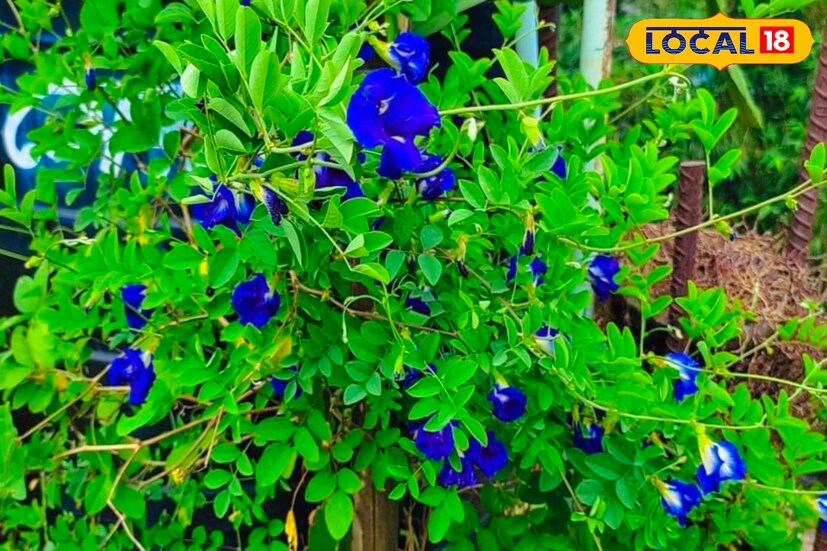 অপরাজিতা ফুলের অন্য আরেকটি নাম বিষ্ণুকান্ত। এখান থেকেই বোঝা যাচ্ছে ভগবান বিষ্ণুর ভীষণ প্রিয় এই অপরাজিতা তাছাড়া মহাদেব, মহামায়া এবং মা লক্ষ্মীর ভীষণ প্রিয় এই ফুল। তাদের উদ্দেশ্যে নীল অপরাজিতা ফুলের মালা নিবেদন করলে মনের যে কোনও ইচ্ছা পূরণ করা সম্ভব।