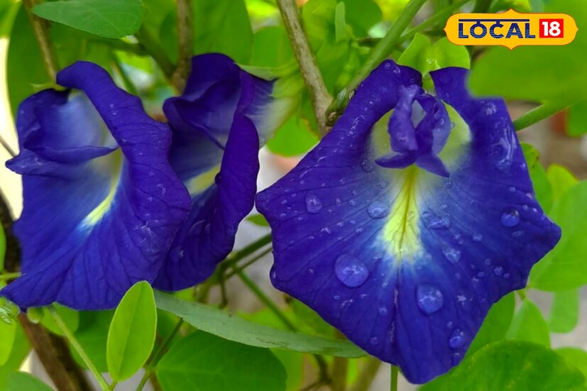 দামোদর বাবু বলছেন, যদি আপনি ব্যাপক অর্থ সংকটে ভুগছেন, তাহলে নীল অপরাজিতা ফুলের টোটকা ব্যবহার করতে পারেন। এর জন্য আপনাকে পরপর তিনটি শনিবার জলে তিনটি করে নীল অপরাজিতা ফুল ভাসিয়ে দিতে হবে। দেখবেন আর্থিক অভাব কেটে গিয়েছে।