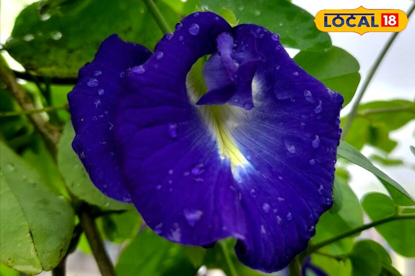 তিনি বলছেন, যেকোনও ইচ্ছা পূরণ করতে চাইলে, আর্থিক অভাব কাটাতে চাইলে অপরাজিতার টোটকায় ভাগ্য বদলে যাবে প্রতিদিন সংকটমোচন হনুমানের চরণে একটি করে নীল অপরাজিতা নিবেদন করলে অর্থের হওয়া হয় না। তার কৃপায় জীবনের যেকোনও ইচ্ছা পূরণ হয়।