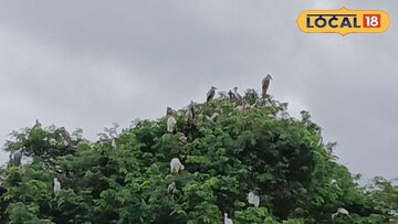 কেন্দুয়া