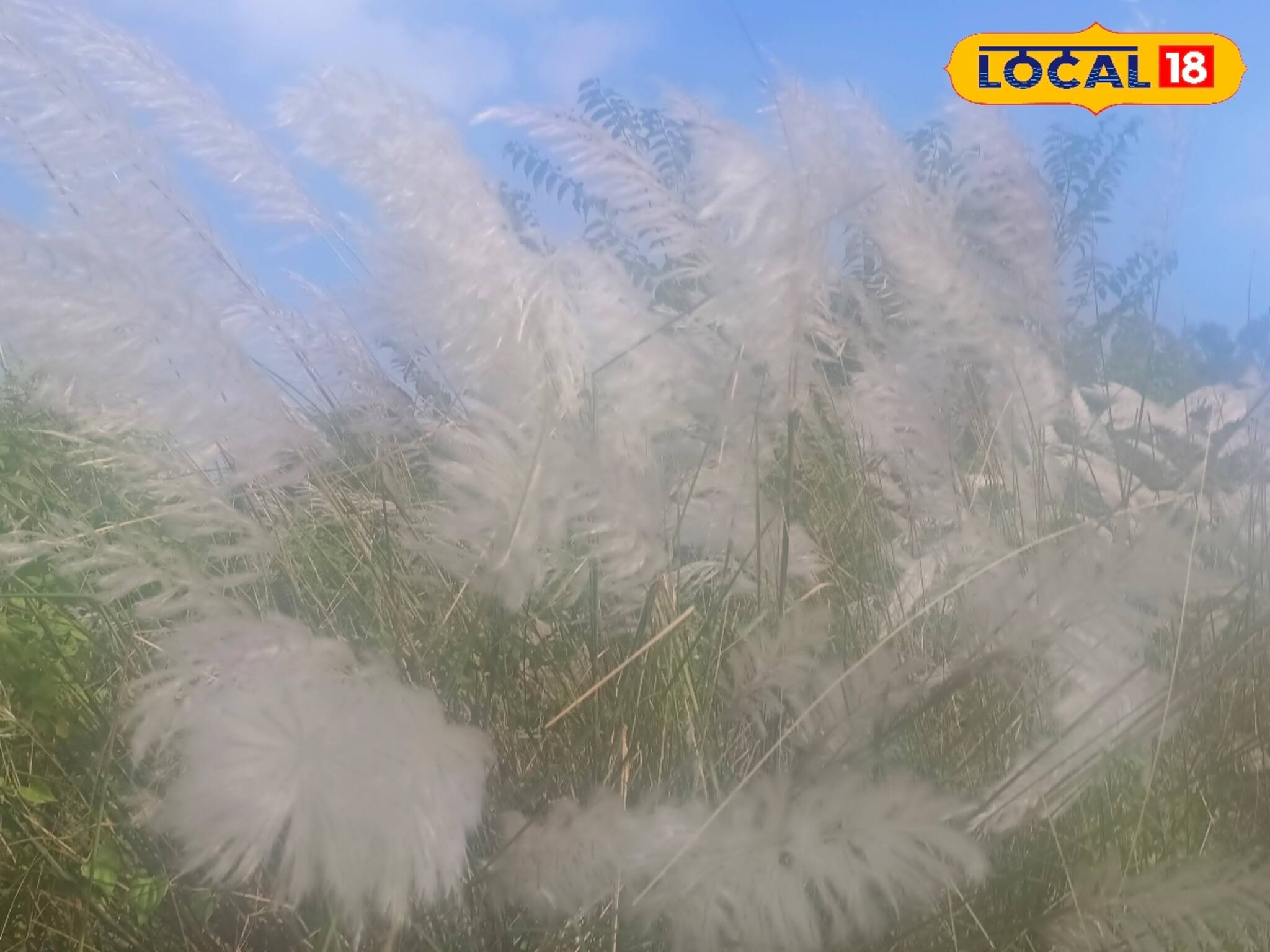 হারিয়ে যাচ্ছে উজ্জ্বল সাদা রং, দূষণের প্রভাবে শিল্পাঞ্চলে হারিয়ে যাচ্ছে কাশফুল