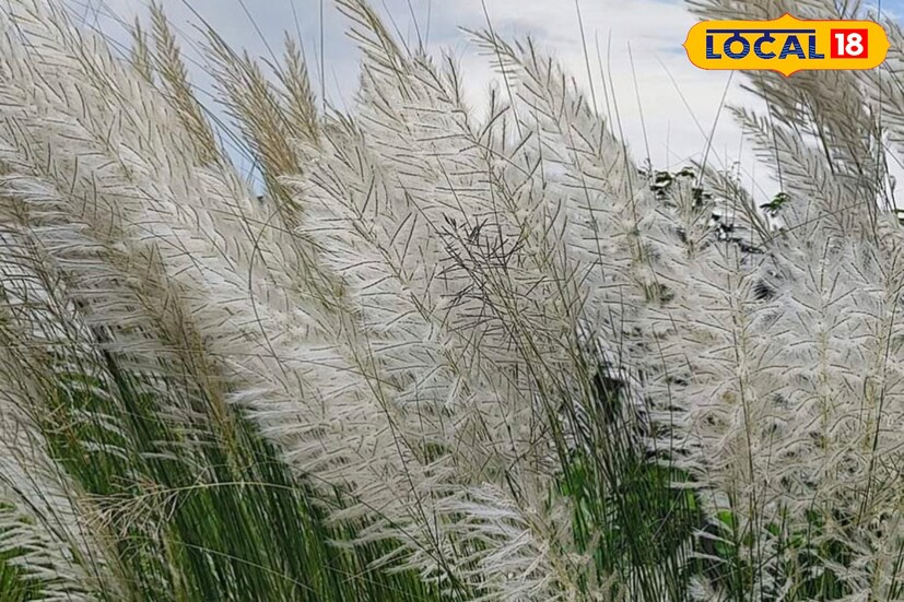 দূষণের প্রভাবে উজ্জ্বল সাদা রং হারিয়েছে শিল্পাঞ্চলের কাশফুল। কাশফুলের যে মোলায়েম ভাব থাকে, সেটাও অনেকটা হারিয়ে গিয়েছে। পরিবেশ বিদ্যার শিক্ষক পার্থ দে বলছেন, শিল্পাঞ্চলের বিষাক্ত ধোঁয়া এবং কালির জন্য এই সমস্যা।