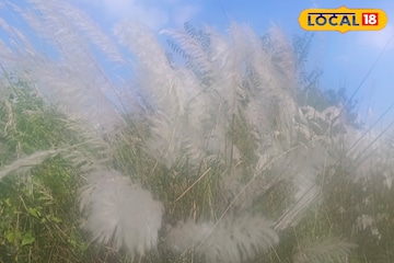 হারিয়ে যাচ্ছে উজ্জ্বল সাদা রং, দূষণের প্রভাবে শিল্পাঞ্চলে হারিয়ে যাচ্ছে কাশফুল হারিয়ে যাচ্ছে উজ্জ্বল সাদা রং, দূষণের প্রভাবে শিল্পাঞ্চলে হারিয়ে যাচ্ছে কাশফুল