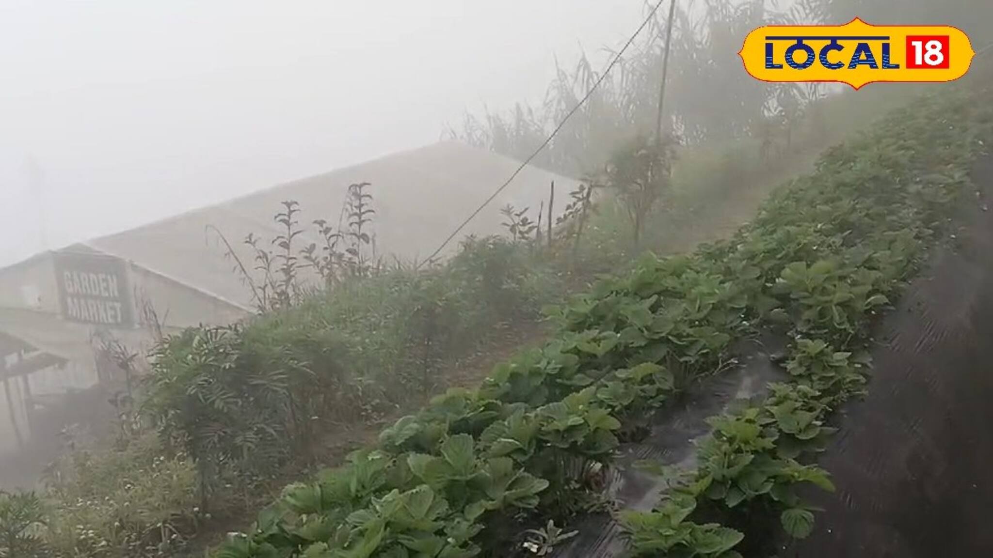 পর্যটনের ভরা মরশুমে টানা বৃষ্টিতে ক্ষতির মুখে স্ট্রবেরি চাষিরা! 