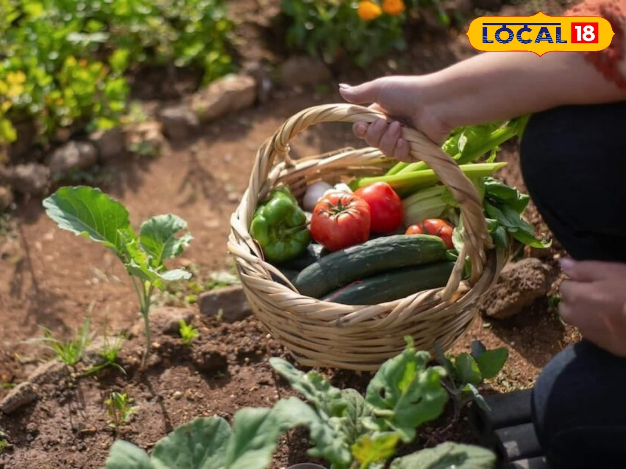 বারো মাস ফল-সবজিতে ভরে থাকবে সাধের কিচেন গার্ডেন!  শুধু মেনে চলুন ম্যাজিক ট্রিকস