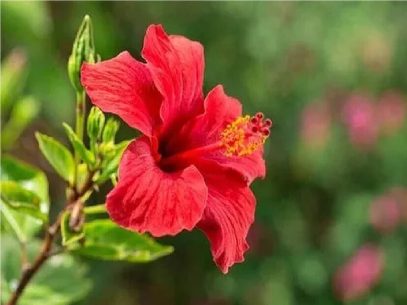 শুকিয়ে যাচ্ছে গাছের শাখা। ফলে গাছে নতুন কুঁড়ি দারুণ ভাবে কমেছে। ফুলের দাম বাড়লেও যোগান না থাকার ফলে লাভ পাচ্ছেন না কৃষক। এদিকে বেড়েছে খরচের পরিমাণ, গাছ বাঁচিয়ে রাখতে সার কীটনাশক বেশি মাত্রায় ব্যবহার করতে বাধ্য হচ্ছেন কৃষক।এই সমস্যায় হাওড়ার বাগনান ব্লকের কয়েক হাজার ফুল চাষী পুজোর বাজারে ধরতে গাছ টিকিয়ে রাখতে লড়াই চালাচ্ছেন চাষের জমিতে।